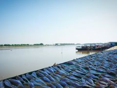 -大湾区中央湿地公园-十九涌