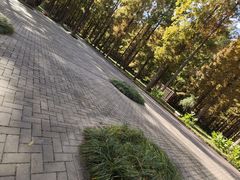 -黄海国家森林公园