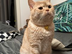 -PETKIT小佩宠物·低压洗护(国顺东路店)