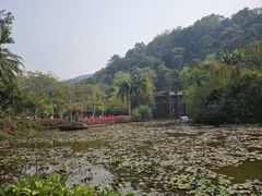 -野象谷景区