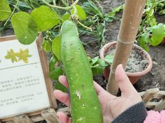 -上海都市菜园