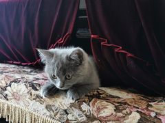 -lincat·猫舍(广州店)