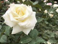 -人民公园(罗湖区)