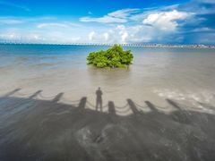 -宝安西湾红树林湿地公园