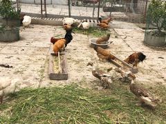 -小鱼草莓采摘园农家乐·小鱼餐厅