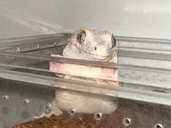 -酷以爬仙阁实体爬宠店·守宫·蜥蜴·专业繁育