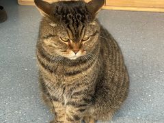-伟伟宠物医院·瑞派猫友好医院·猫科(光谷店)