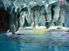 -帝企鹅自助餐厅•儿童岛•真企鹅(长隆企鹅酒店)