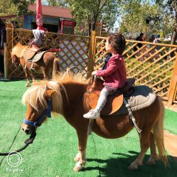 -萌宠亲子动物乐园(槐房万达店)