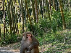 -苏州上方山国家森林公园