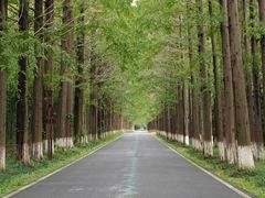 -黄海国家森林公园