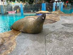 -海合安成都极地海洋公园