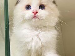 -lincat·猫舍(广州店)