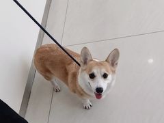 -美联众合动物医院·24h京西诊疗中心