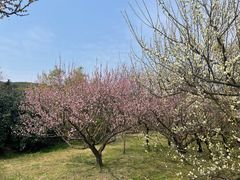 -苏州上方山国家森林公园