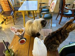 -猫小院猫主题餐厅(南锣旗舰店)