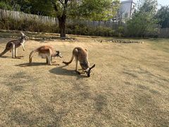 -泉州海丝野生动物世界