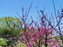 -大兴滨河森林公园