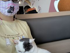 -喵园·猫主题咖啡厅·撸猫·猫咖(国贸店)