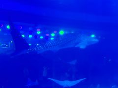 -烟台海昌鲸鲨海洋公园