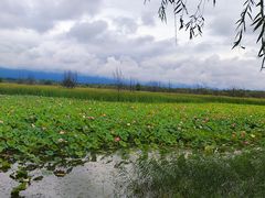 -野鸭湖国家湿地公园