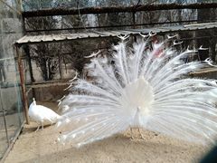 -秦皇岛野生动物园