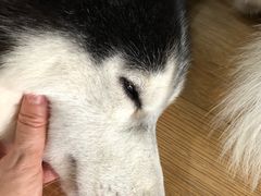 -Husky Go! 哈士奇体验馆·宠物咖啡厅狗咖
