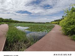 -天津东丽湖风景区