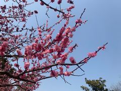 -梅花山(明孝陵内)