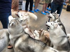 -TrueLove @ Neverland (Husky Cafe)
