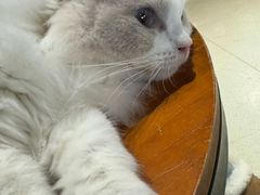 -藏猫猫咖啡主题馆(中央大道店)