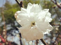 -上海市龙华烈士陵园