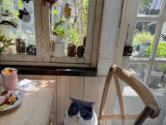 -海边的猫和咖啡馆
