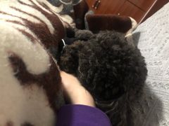 -佳雯宠物医院(金华南路分院)