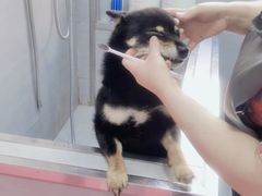-宠福鑫康馨动物医院·骨科·眼科