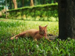 -中国科学院华南植物园