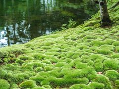 -西芳寺(苔寺)