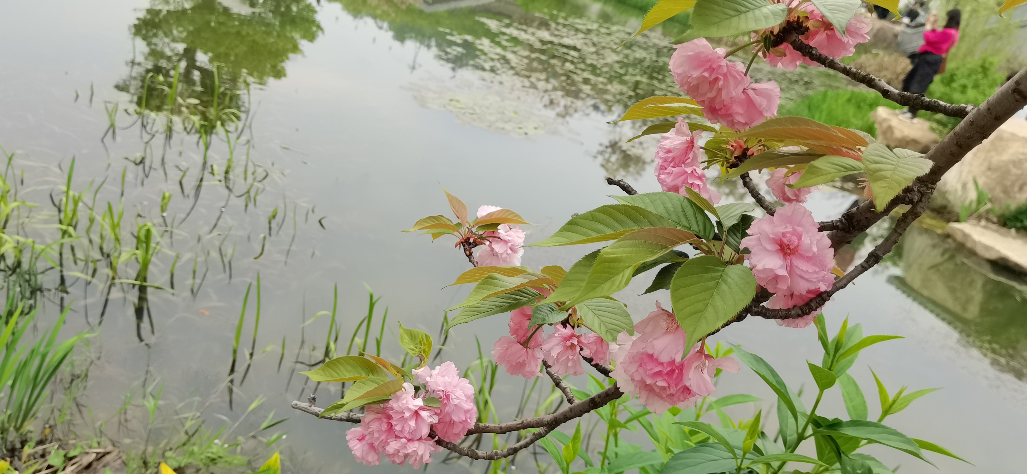 樱花草风景图片图片