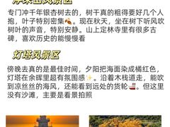 -日照海滨国家森林公园