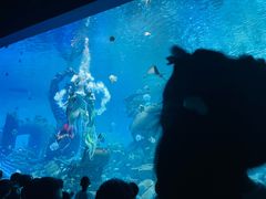 -哈尔滨波塞冬海底世界