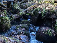 -五营红松林海景区