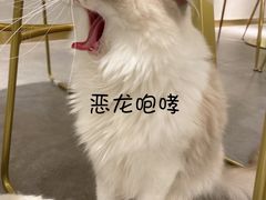 -飞行喵MR PILOT|猫舍·猫咖(静安大融城店)