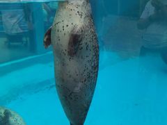 -海合安成都极地海洋公园