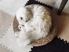 -猫猫幼稚园·撸猫·桌游·电玩