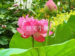 -云溪植物园