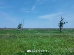 -盐城丹顶鹤湿地生态旅游区