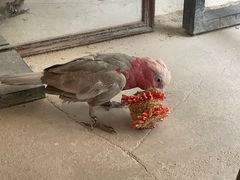 -吉丁鸟咖·异宠·寄养