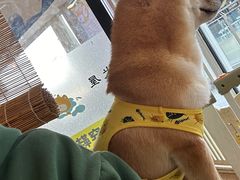 -南京Hallo宠物乐园·哈罗犬舍·柴犬繁育基地