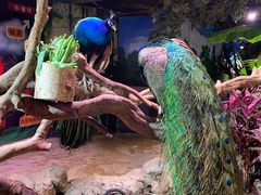 -正佳雨林生态植物园