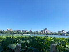 -莲花池公园